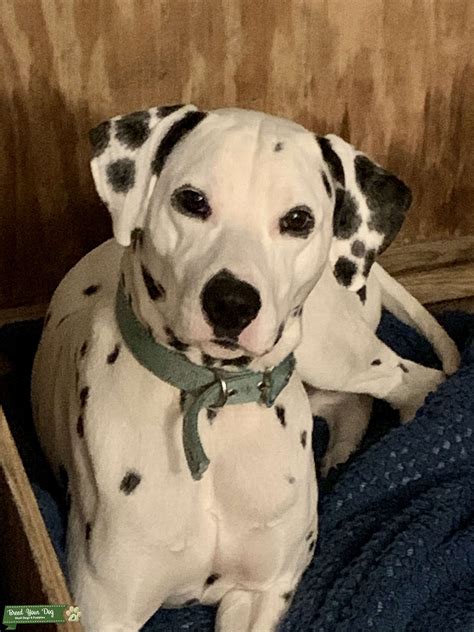 Dalmatian Lua Stud In Nj Liver Carrier Stud Dog In South Jersey