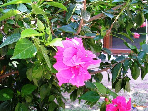 Mar 24, 2018 · ces jolis arbustes fleuris s'ouvrent dans une foule de tons roses, du rose le plus pâle au rose bonbon au néon en passant par le rose classique. Photo : arbre à grosses fleur roses chiffon