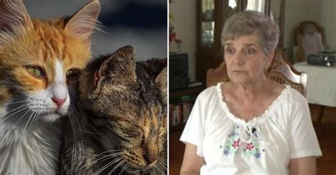 79 year old woman sentenced to jail for feeding local stray cats small joys