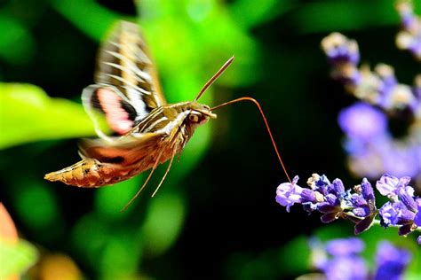 Hummingbird Moth Facts Moths That Look And Sound Like Hummingbirds