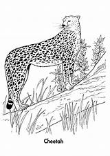 Cheetah Coloring Pages Cool Printable Parentune Worksheets Tiger Books sketch template