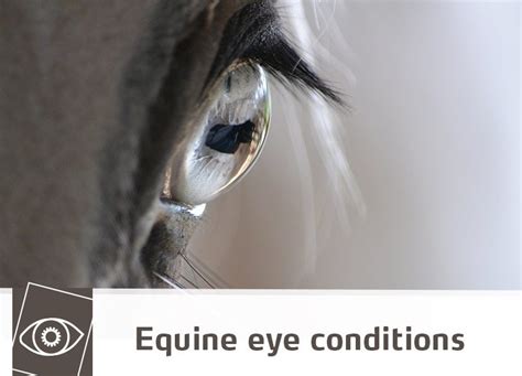 Equine Eye Conditions The Pet Professionals
