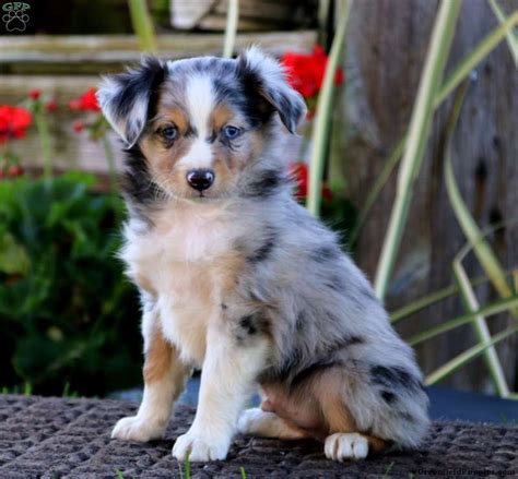 Merle Mini Australian Shepherd Puppies For Sale Minicoopercountrymanblog