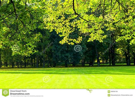 Autumn Trees In Sunny Autumn Park Lit By Sunshine Autumn Landscape