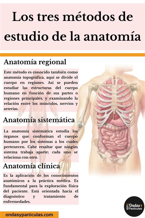 Los Tres M Todos De Estudio De La Anatom A Estudio Del Cuerpo Humano