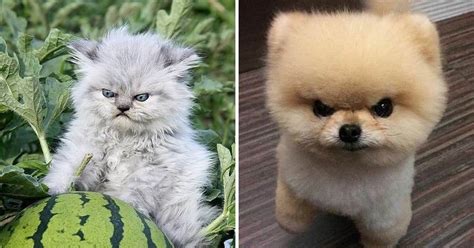 20 Animals Who Are So Cute When They Get Angry