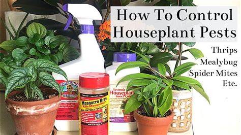 How To Control Houseplant Pests Spider Mites Thrips Mealybug Fungus