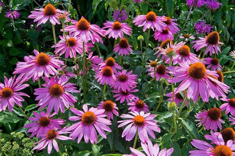 4 Drought Tolerant Perennials For Your Garden