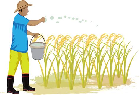 Rice Farm Clipart 20 Free Cliparts Download Images On Clipground 2024