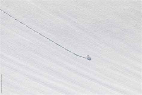 A Snowball Track In The Snow Del Colaborador De Stocksy Tim Booth