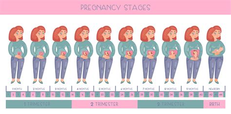 pregnancy stages on behance