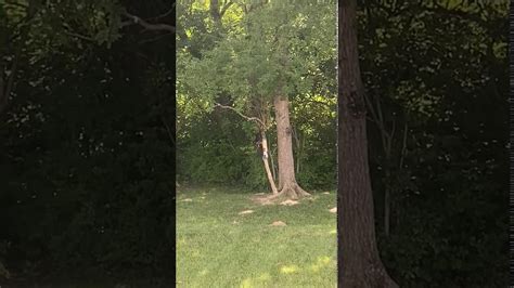 Raccoons are vicious and have claws like edward scissorhands. RACCOON FIGHT!!!! - YouTube