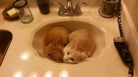 Kittens Cats Sinks Cute Pictures Ready Cute Kittens Gatos Sink