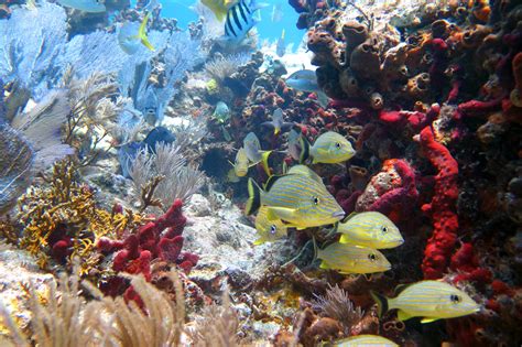Mission Iconic Reefs National Marine Sanctuary Foundation