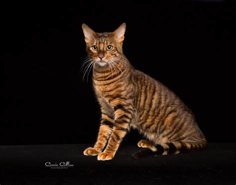 Toyger Cats For Adoption