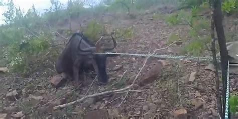 Guy Saves Wildebeest Caught In Poacher S Trap Videos The Dodo