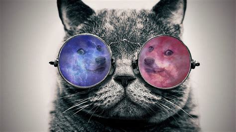 Humorous Doge Sunglasses Cat Hd Wallpaper