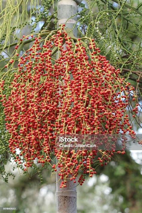Red Berries Of A Blooming Palm Tree Stock Photo Download Image Now