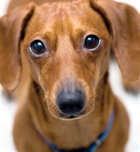 Learn About The Dachshund Dog Breed From A Trusted Veterinarian