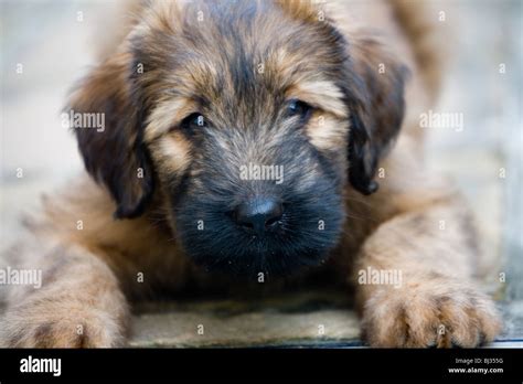 Portrait Of A Cute Briard Puppy Hi Res Stock Photography And Images Alamy