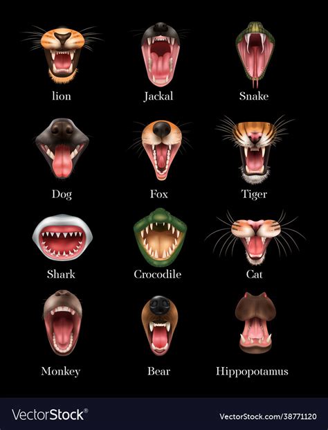 Animal Mouth Set Royalty Free Vector Image Vectorstock