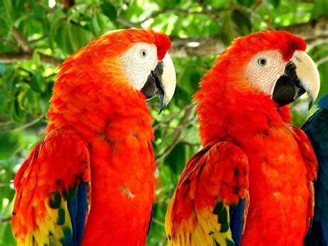 Macaw Parrots As Pets Animals Library