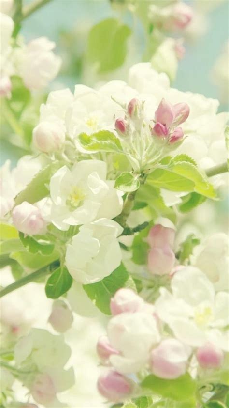 ↑↑tap And Get The Free App Nature Beautiful Flower Branch White Bloom