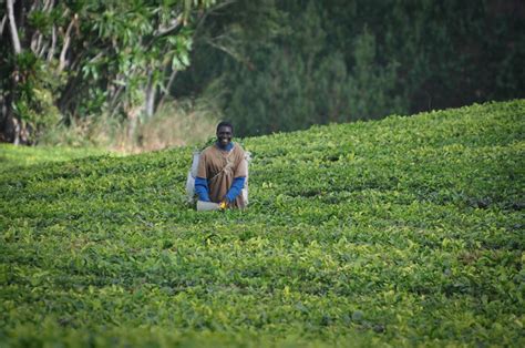 Harvesting Tea At Satemwa Malawi Photo Courtesy Of Skip Russell