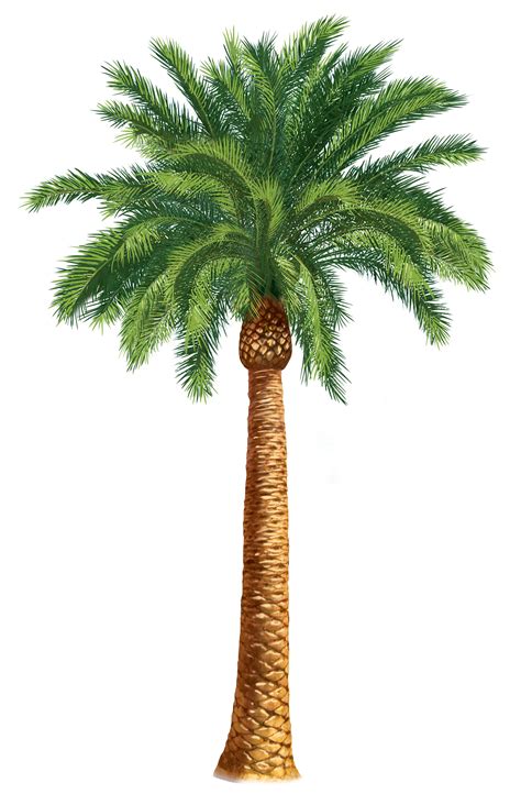 Palm Tree Clip Art Library