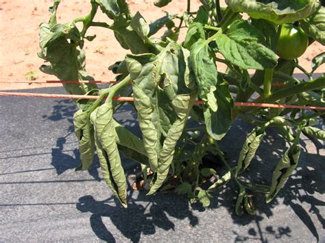 Curling Tomato Leaves Heres What To Know North Carolina