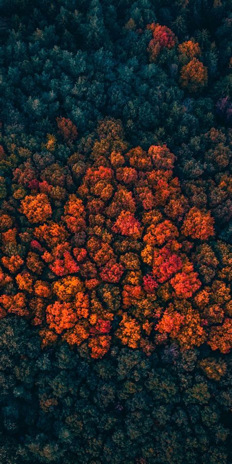 Download Wallpaper 1080x2160 Trees Peak Forest Trees Aerial View