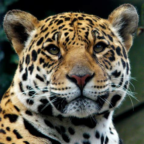 Jaguar Rainforest Alliance