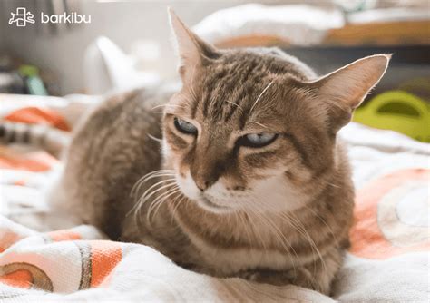 Mi Gato Está Triste Apagado ¿puede Ser Depresión Barkibu Es
