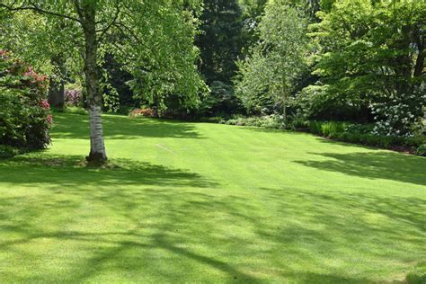 How to feed your lawn in spring - The English Garden