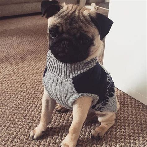 Visit our baby & maternity shop for baby clothes, gear and more! 14 Things That Make Pugs Happy