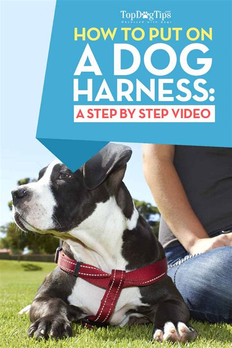 How To Put On A Dog Harness 101 Step By Step Instructions With Video