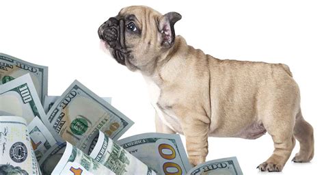 Learn more information about frenchies in our breed section. How Much Do French Bulldogs Cost - Will This Breed Break ...