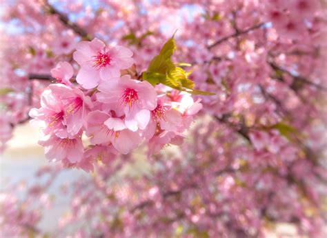 Wallpaper Sakura Cherry Blossoms High Quality