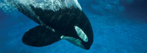 All About Killer Whales Physical Characteristics Seaworld Parks
