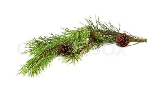 Branch Of Pine Tree Isolated On White Stock Image Colourbox