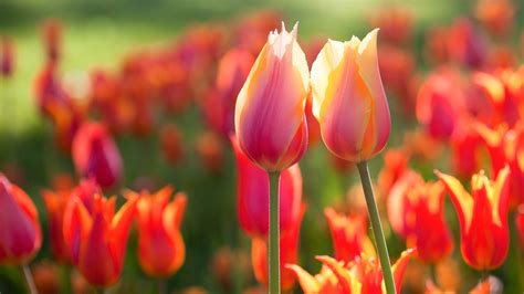 Tulip Flower High Resolution Hd Wallpapers 2015 All Hd Wallpapers