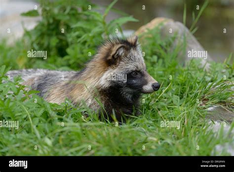 Marderhund Nyctereutes Procyonoides European Raccoon Dog Stock Photo