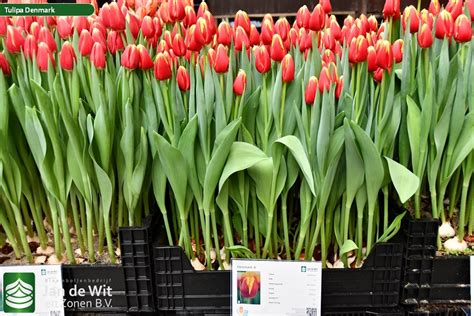 Denmark Tulip Jan De Wit En Zonen Bv