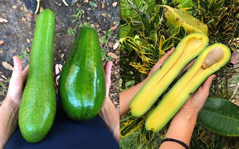 Giant Long Neck Avocados Grown In Florida Farm Ketovale