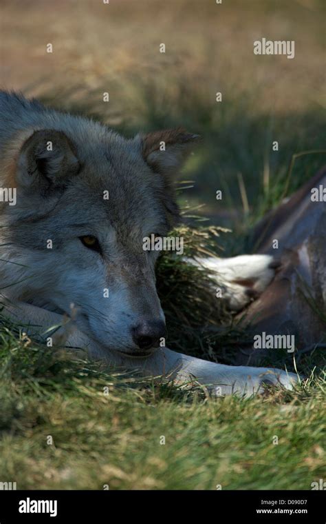 Captive Gray Wolf Canis Lupus Sleeping In Midday Sun Grizzly And