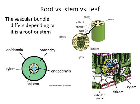 The position of these bundles varies in different parts of the plant. PPT - state the functions of xylem and phloem. PowerPoint ...