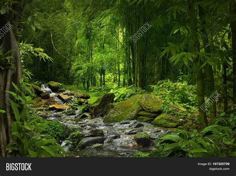 Deep Jungle South East Image And Photo Free Trial Bigstock