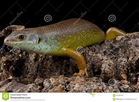 More images for bellatorias major » Major Skink Stock Images - Image: 24128794
