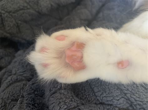 Does Anyone Know What The Discoloration On The Bottom Of Cats Paw Is