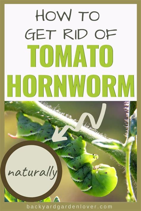 How To Get Rid Of Tomato Hornworms Naturally Tomato Worms How To Get